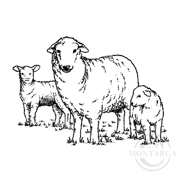 1243 E - Sheep and Lambs Rubber Stamp