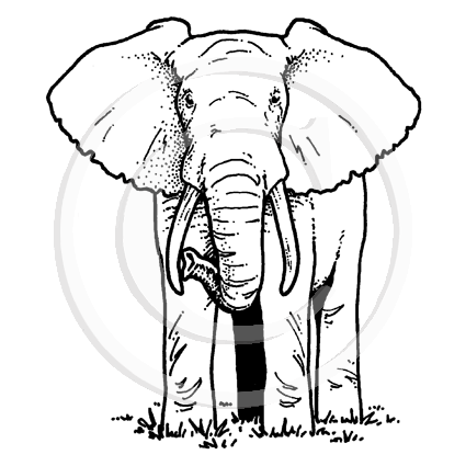 1259 F or D - Elephant Rubber Stamp
