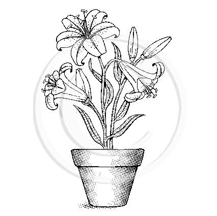 2336 GG - Lilies in Pot Rubber Stamp